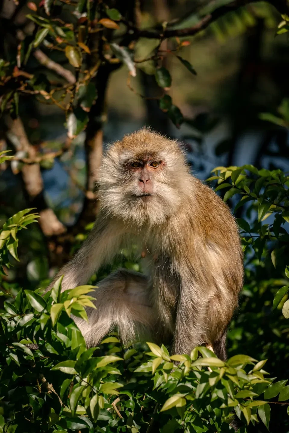 Singe assis sur des branches vertes, S'installer à l'Île Maurice, Serena Résidences, S'installer à l'Île Maurice, Serena Résidences